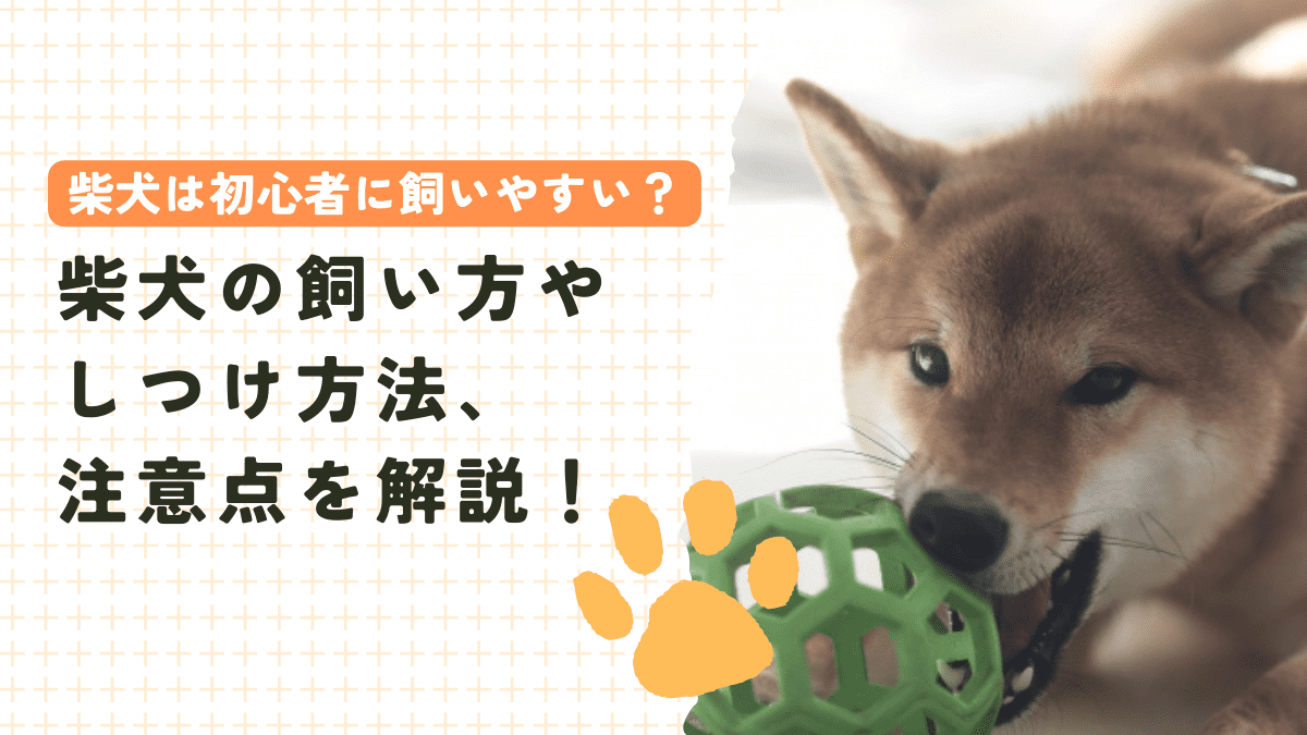 柴犬は初心者に飼いやすい？飼い方やしつけ、注意点などを解説！