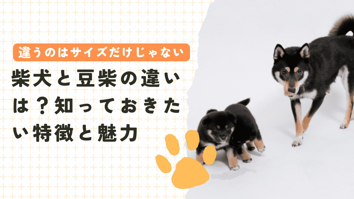 柴犬と豆柴の違いはサイズだけじゃない！知っておきたい特徴と魅力