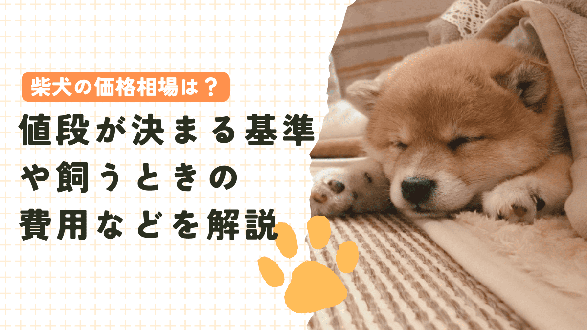 柴犬の価格相場は？値段が決まる基準や飼うときの費用などを解説