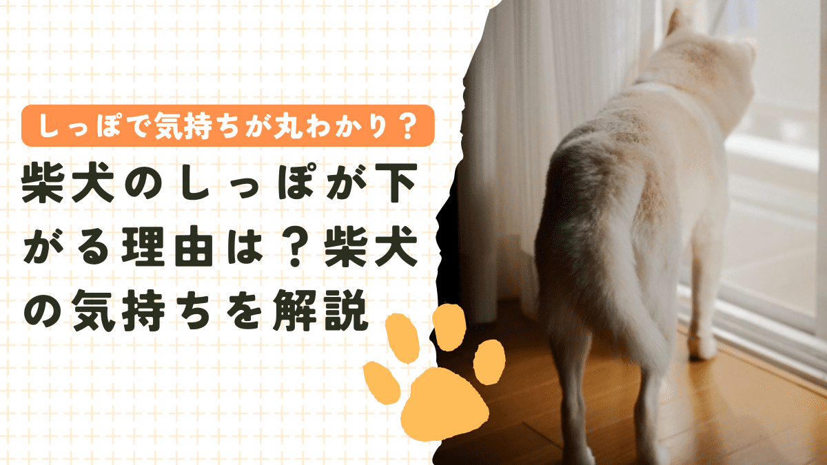 柴犬のしっぽが下がる理由は？しっぽでわかる柴犬の気持ちを解説