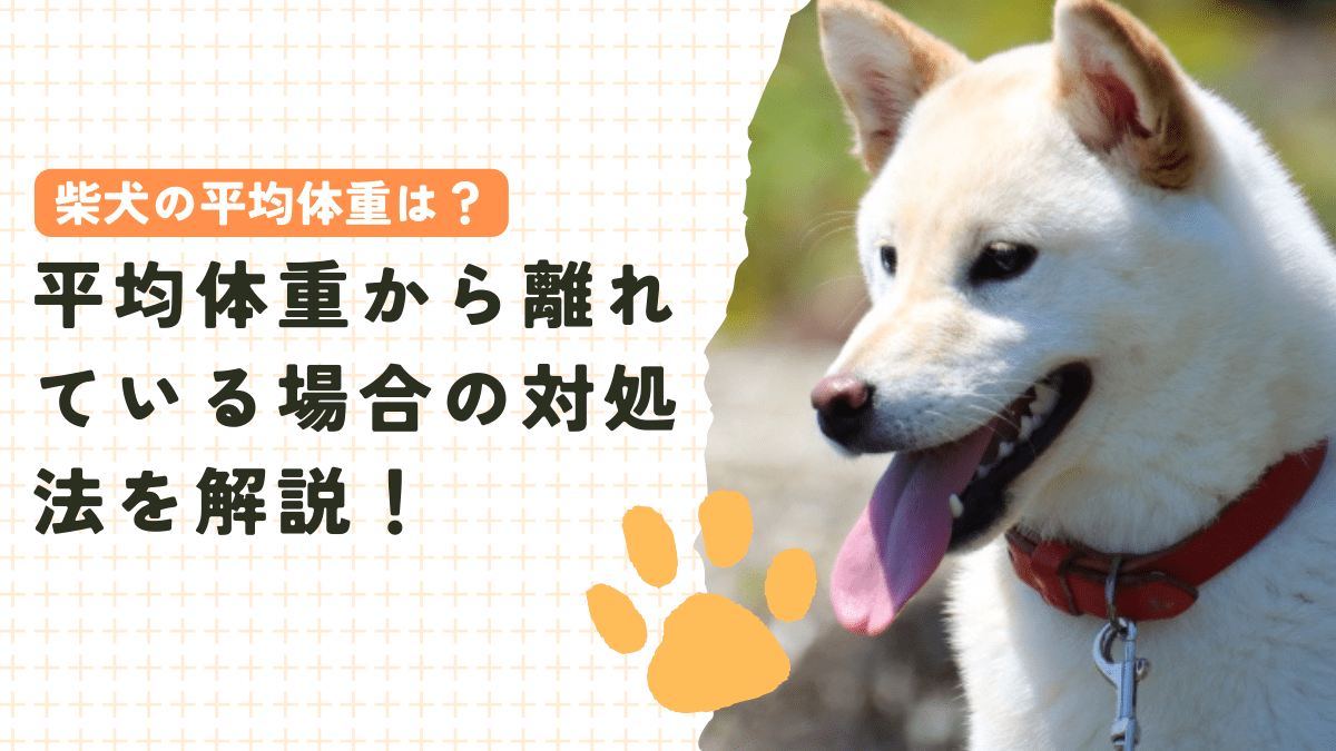 柴犬の平均体重は？平均体重から離れている場合の対処法を解説！