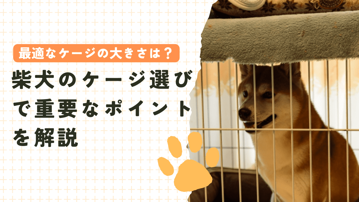 柴犬に最適なケージの大きさは？ケージ選びで重要なポイントを解説