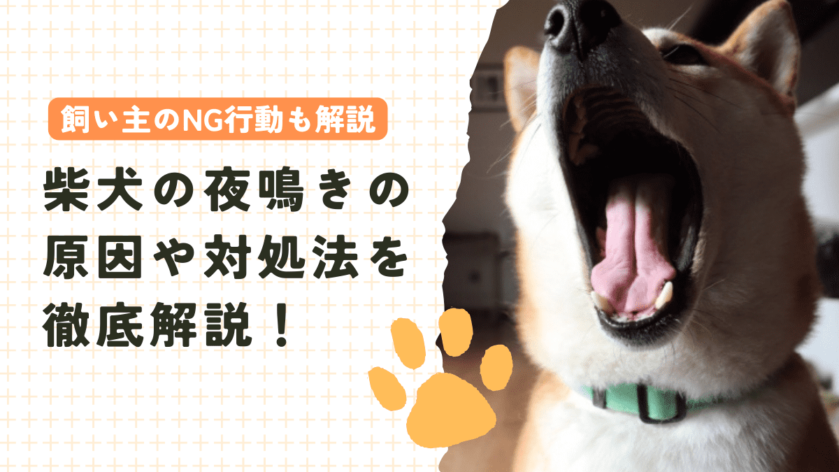 柴犬の夜鳴きの原因や対処法、飼い主のNG行動などを徹底解説！