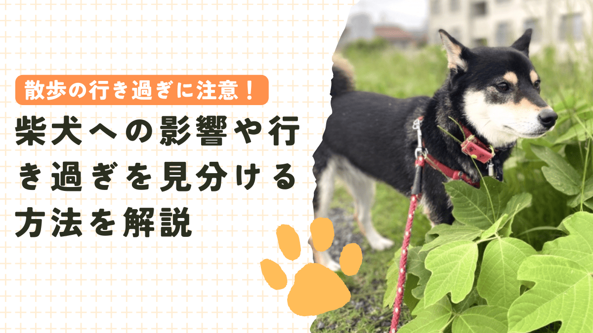 散歩の行き過ぎに注意！柴犬への影響や行き過ぎを見分ける方法を解説