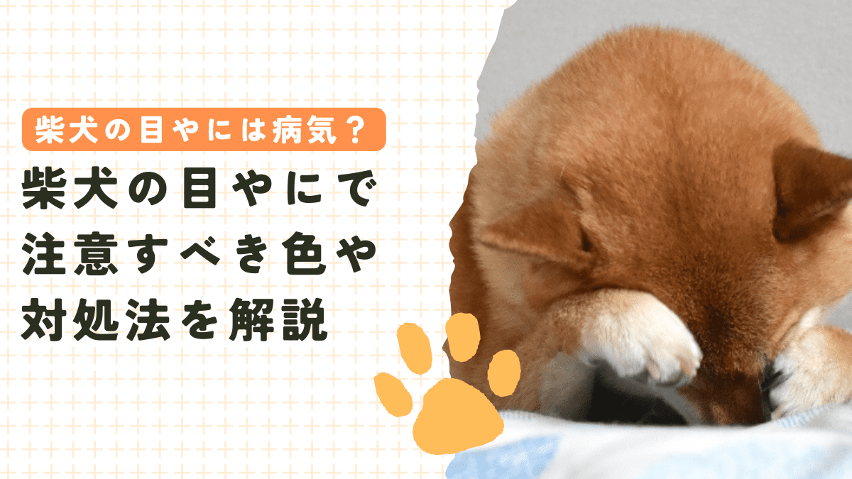 柴犬の目やには病気なの？注意すべき色や考えられる病気を解説！