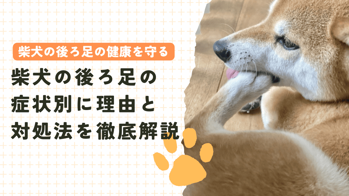 柴犬の後ろ足の健康を守る！症状別の理由と対処法を徹底解説！