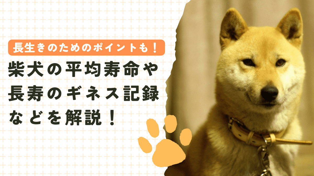 柴犬の平均寿命とギネス記録は？長生きのための10のポイント