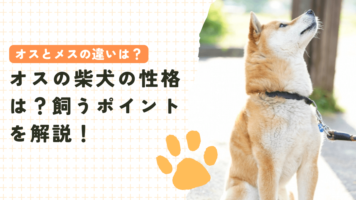 オスの柴犬の性格は？メスとの違いや飼うポイントを徹底解説！