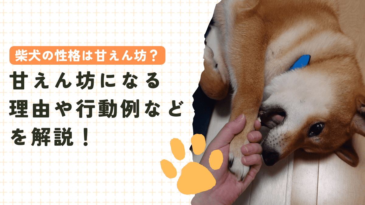 柴犬の性格は甘えん坊？甘えん坊になる理由や行動例を解説！