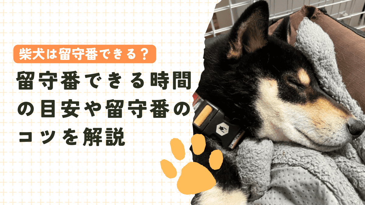 柴犬は留守番できる？留守番できる時間の目安や留守番のコツを解説