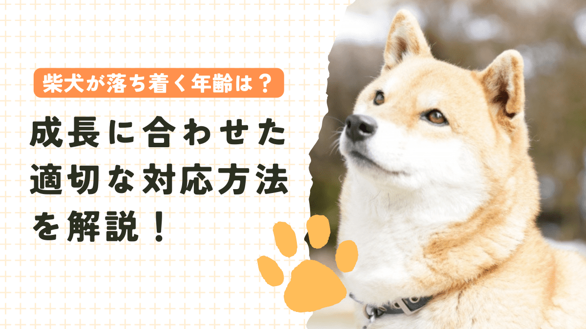 柴犬が落ち着く年齢は？成長に合わせた適切な対応方法を解説！