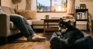 リビングのベッドでこちらを見ている黒柴と飼い主の足元