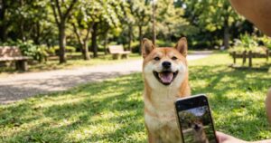公園で柴スマイルの赤柴をスマホで撮影している