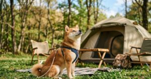 キャンプ場のテントの前で風の匂いを嗅ぐ赤柴