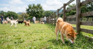 ドッグランのフェンス沿いで匂いを嗅ぐ赤柴