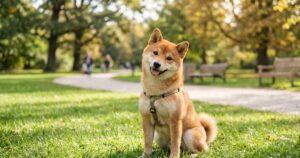 公園の芝生に座る赤柴が柴スマイルでこちらを見ている