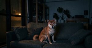 暗いリビングのソファに座ってカメラを見つめる赤柴