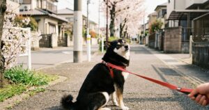 散歩中に座り込んで動かない黒柴の拒否柴